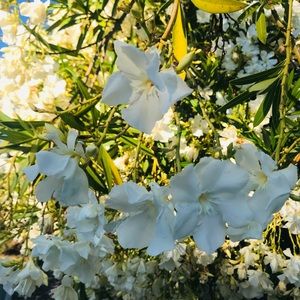 Meet your Posher, Peggy